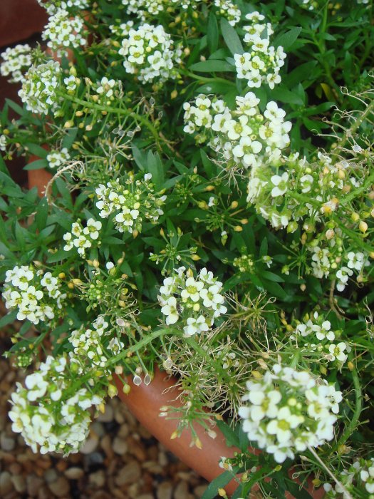 Lobularia maritima 'Wonderland jaune citron' (3)